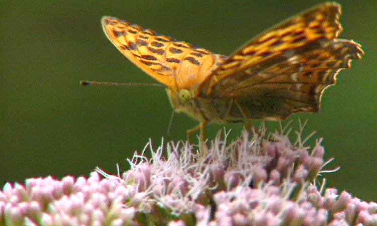 Biodiversité - Bilan - 1mn 47s